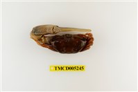 藏品(弧邊管招潮蟹)的圖片